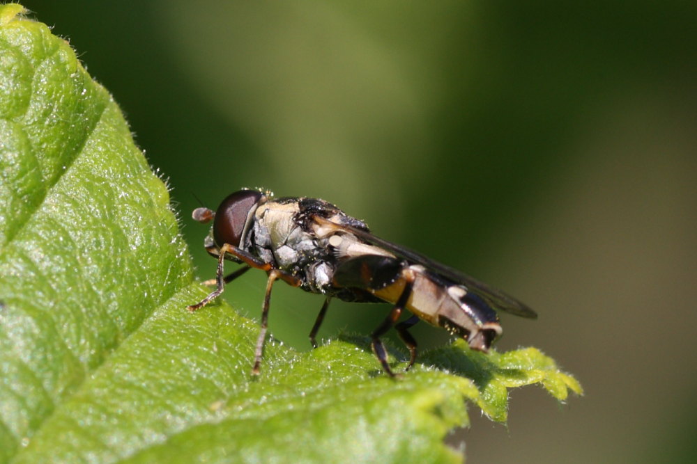 Syritta pipiens ?