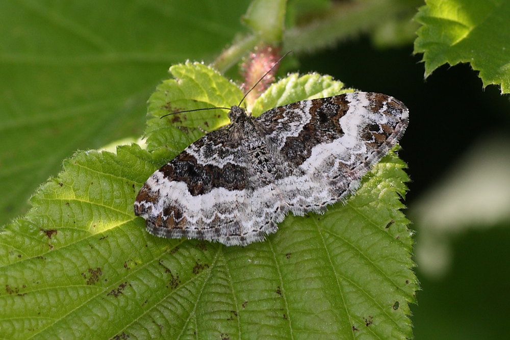 Epirrhoe alternata ?