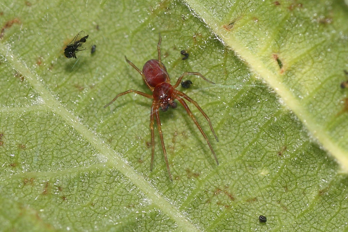 Nigma sp.