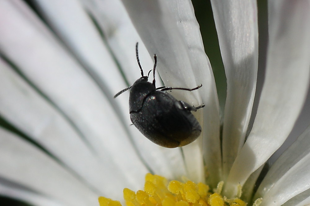 Chrysomelidae Bruchinae: cfr. Spermophagus sericeus