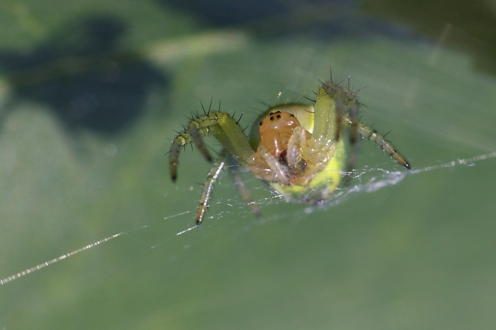 Araniella sp.