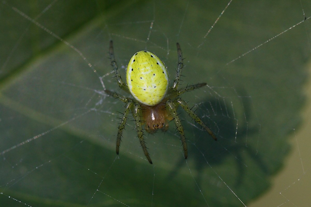 Araniella sp.