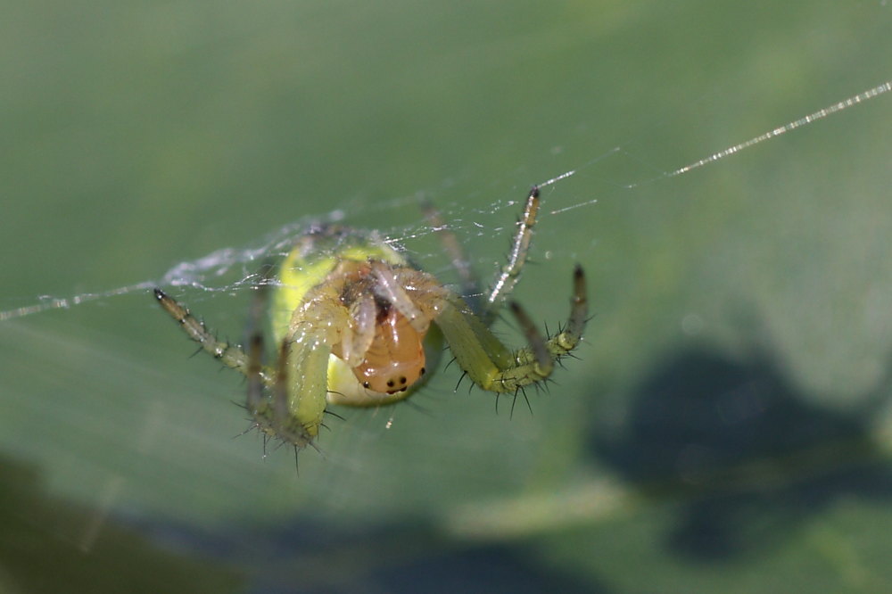 Araniella sp.