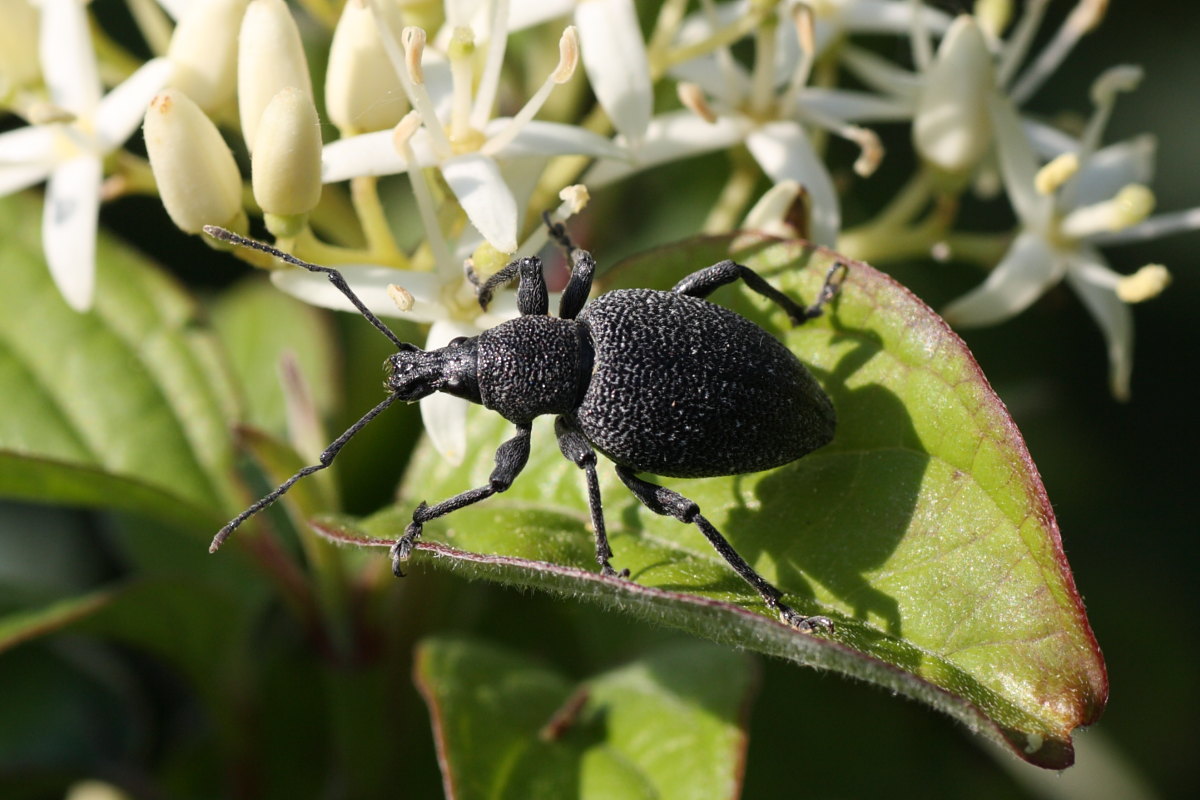 Otiorhynchus caudatus