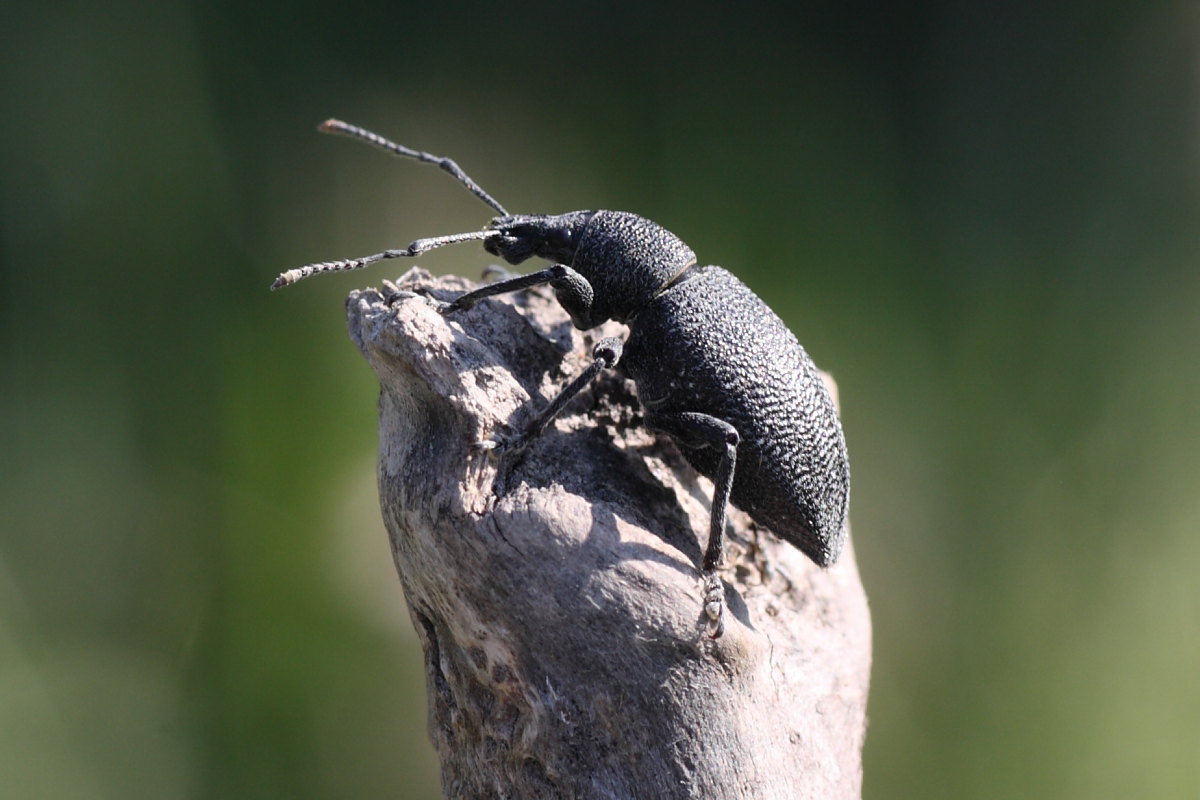 Otiorhynchus caudatus