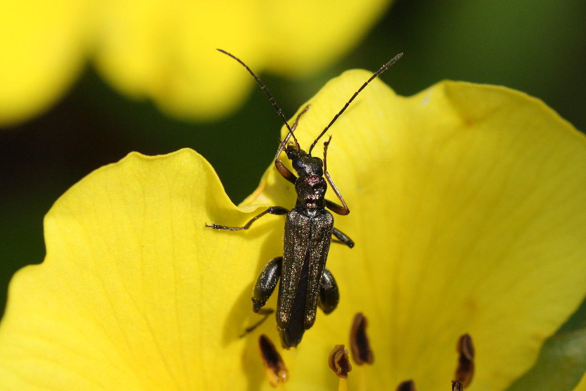 Oedemera flavipes