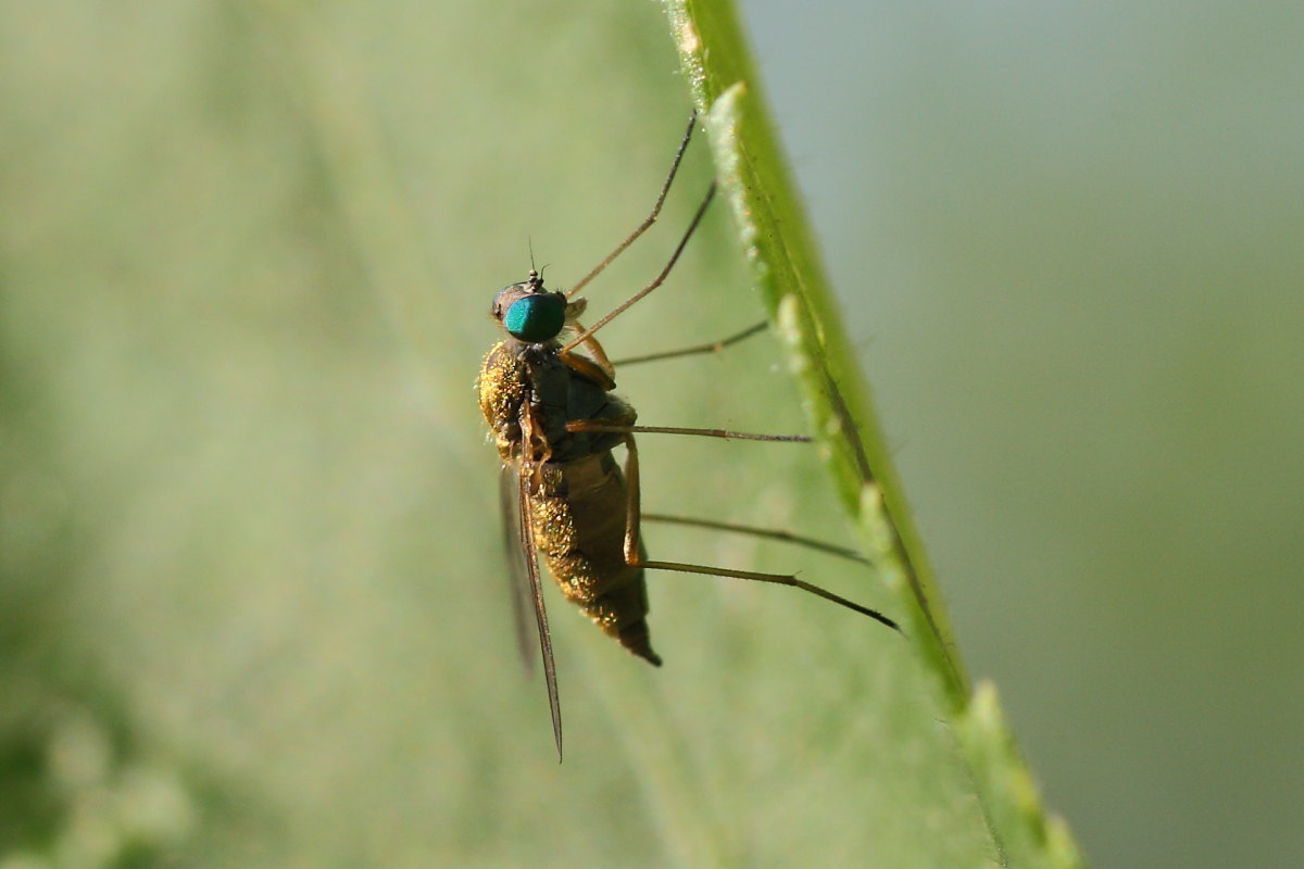 Dittero dorato da identificare