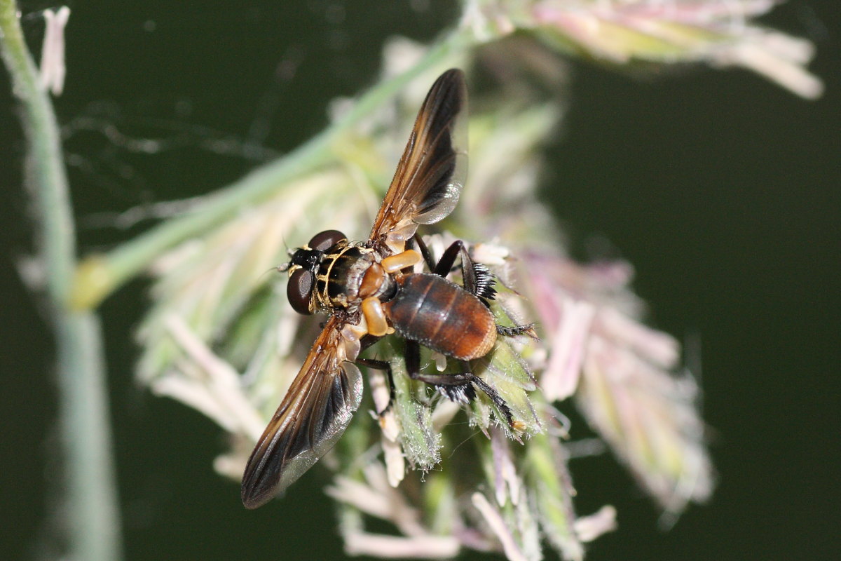 Trichopoda pennipes