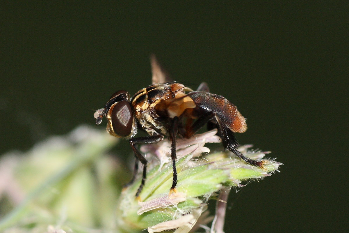 Trichopoda pennipes