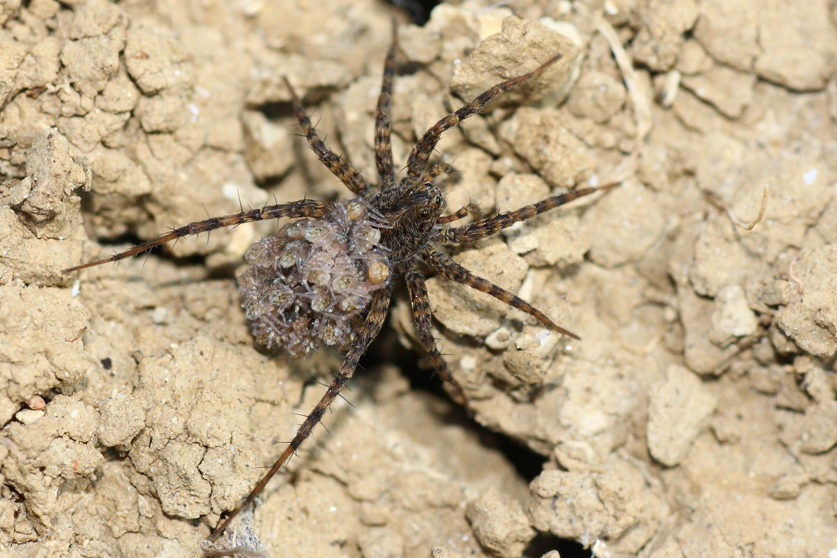 Pardosa sp.