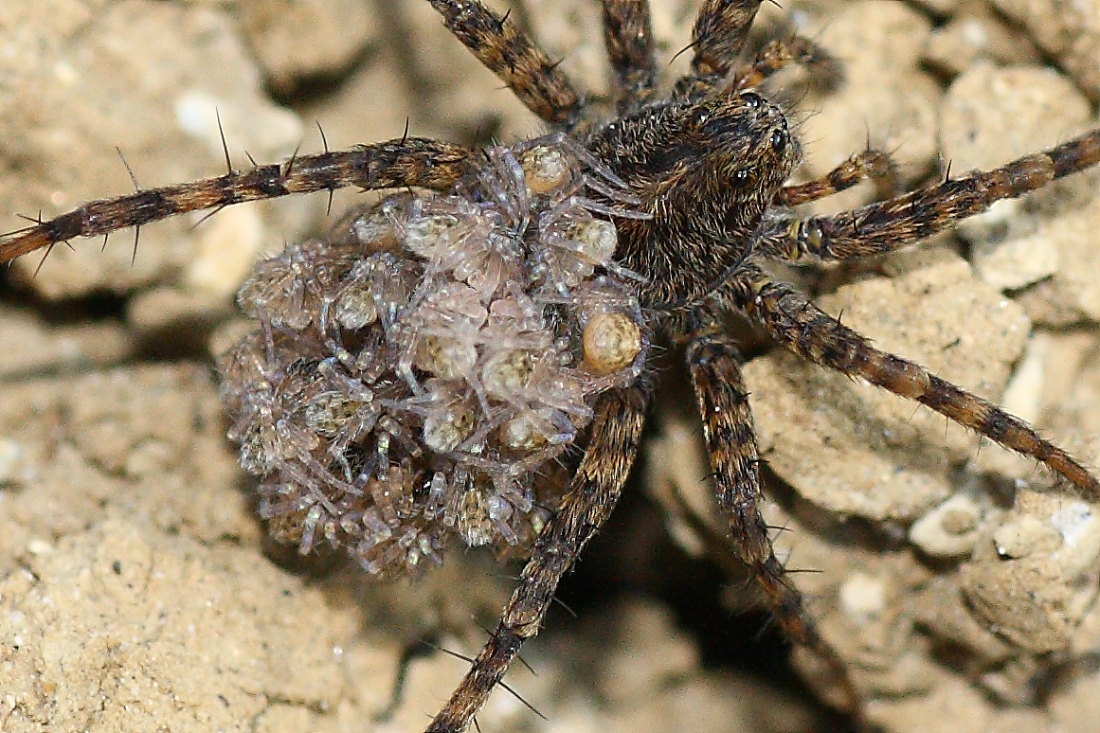 Pardosa sp.