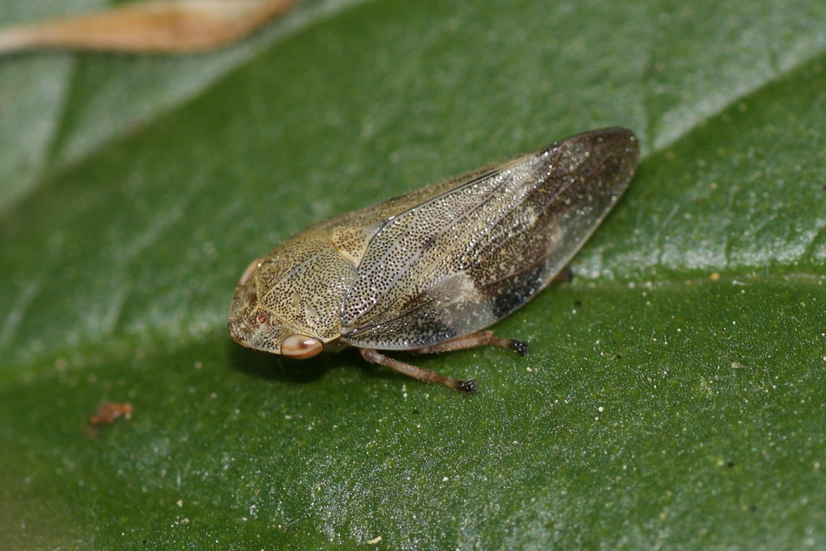 Aphrophora alni