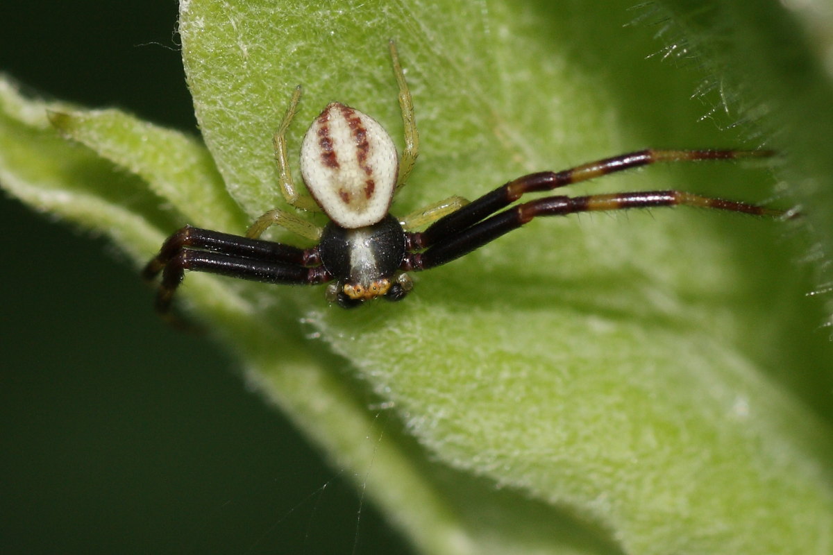 Misumena vatia