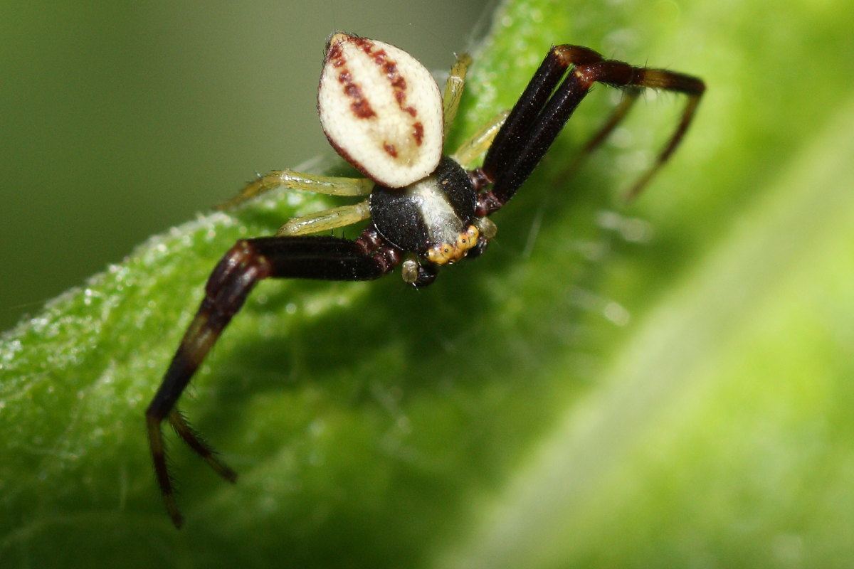 Misumena vatia