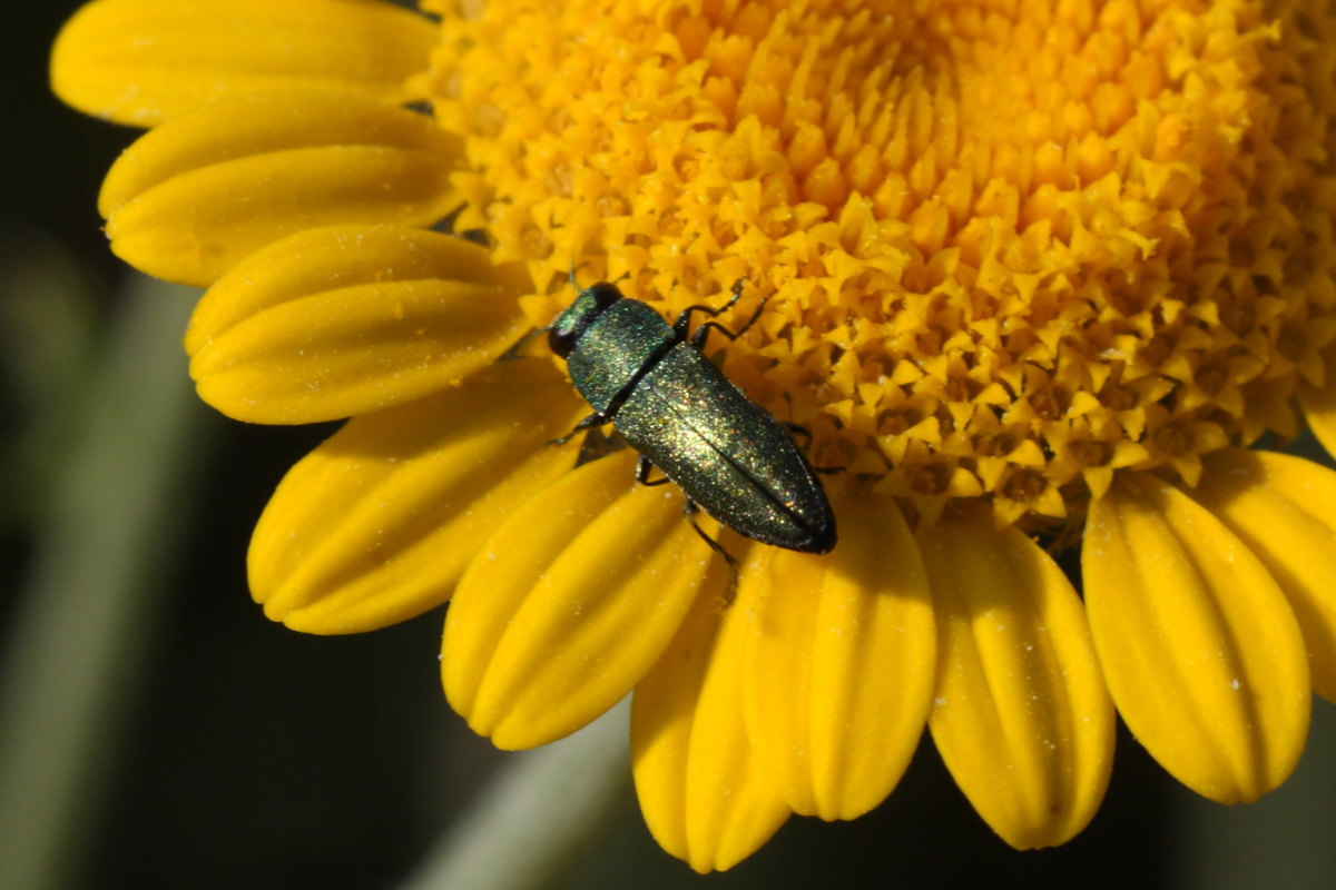 Anthaxia nitidula ?