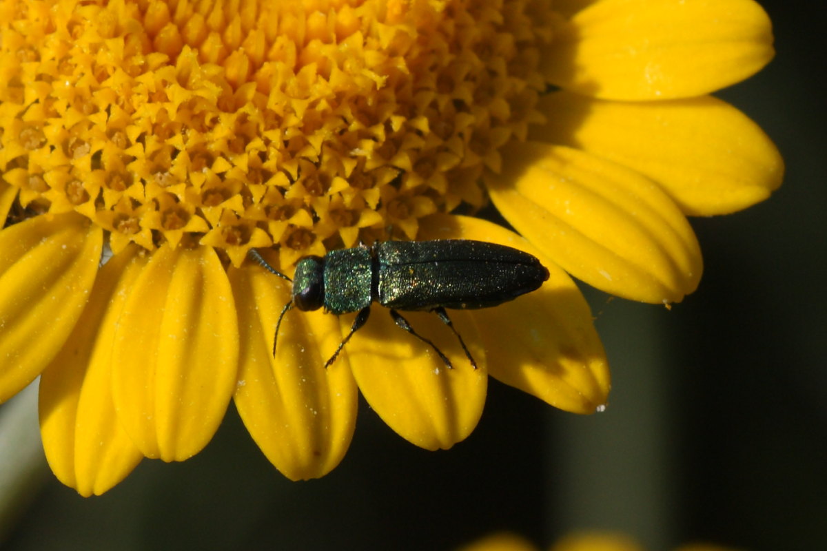 Anthaxia nitidula ?