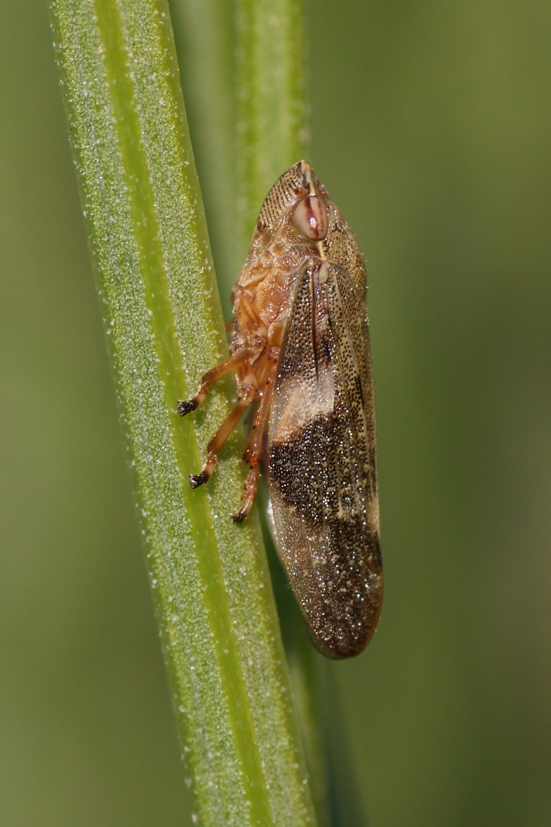 Aphrophora alni ? S