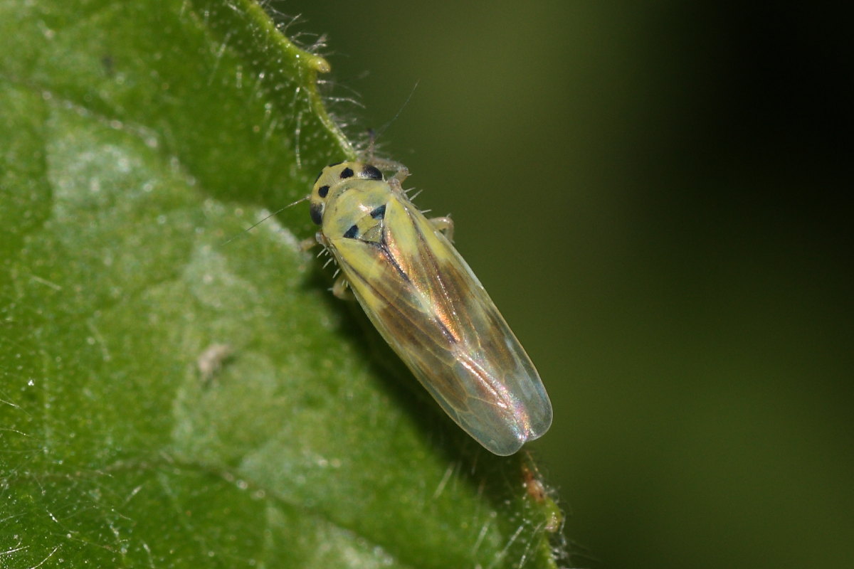 Macrosteles sp.