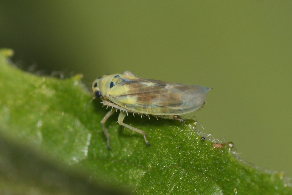 Macrosteles sp.