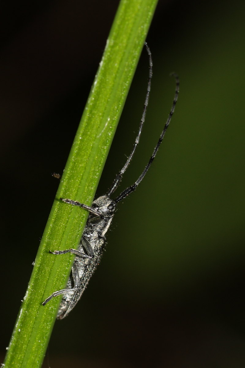 Agapanthia cardui