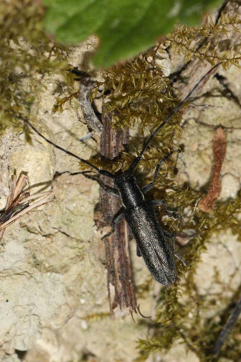 Agapanthia cardui