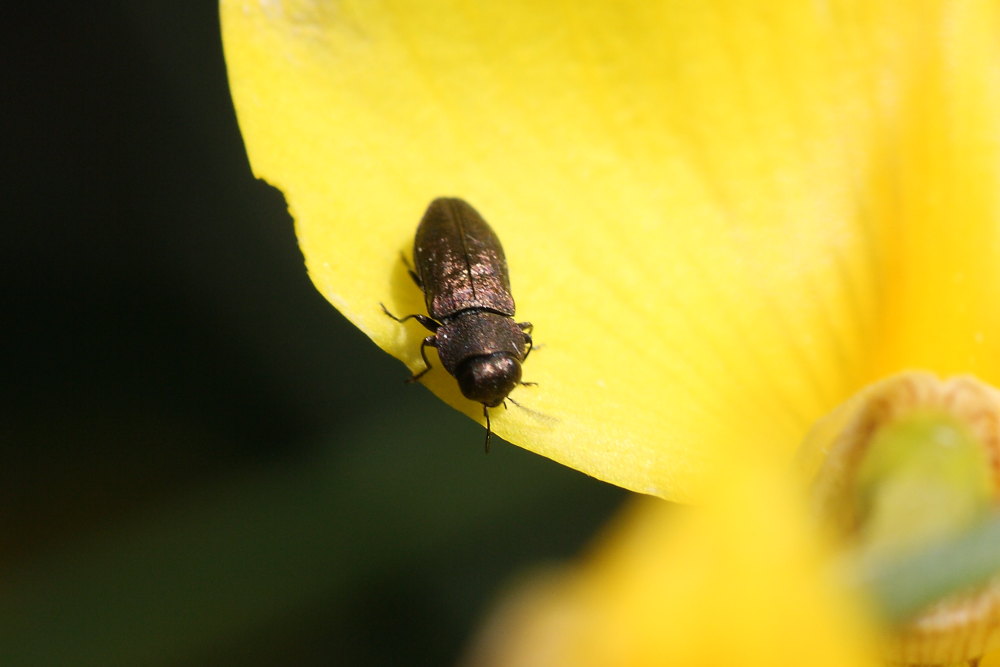 Anthaxia funerula ?