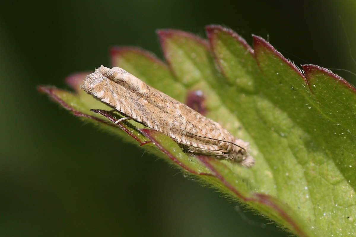 Piccola farfalla da identificare