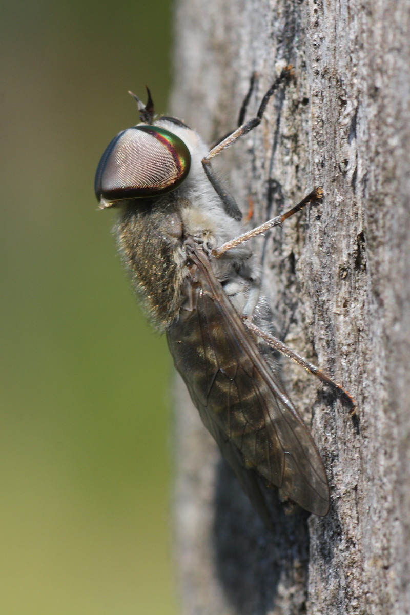 Tabanidae?