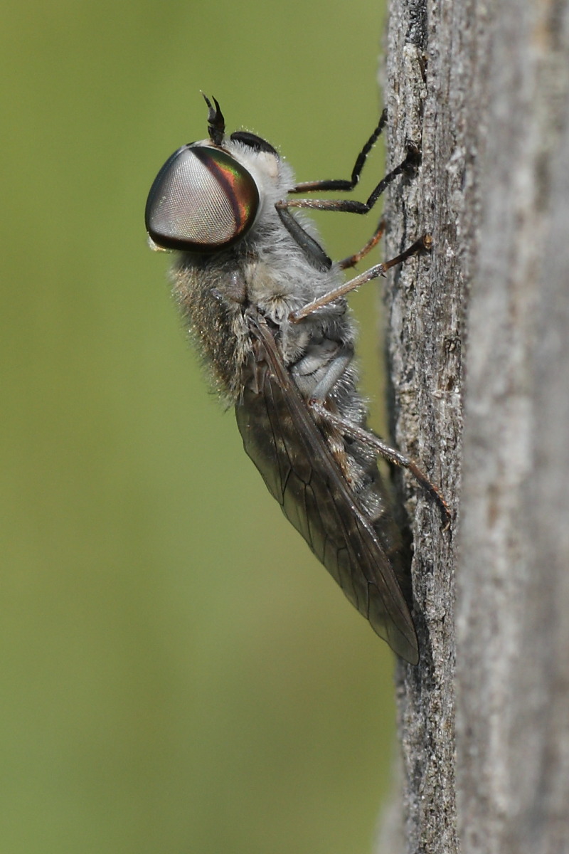 Tabanidae?