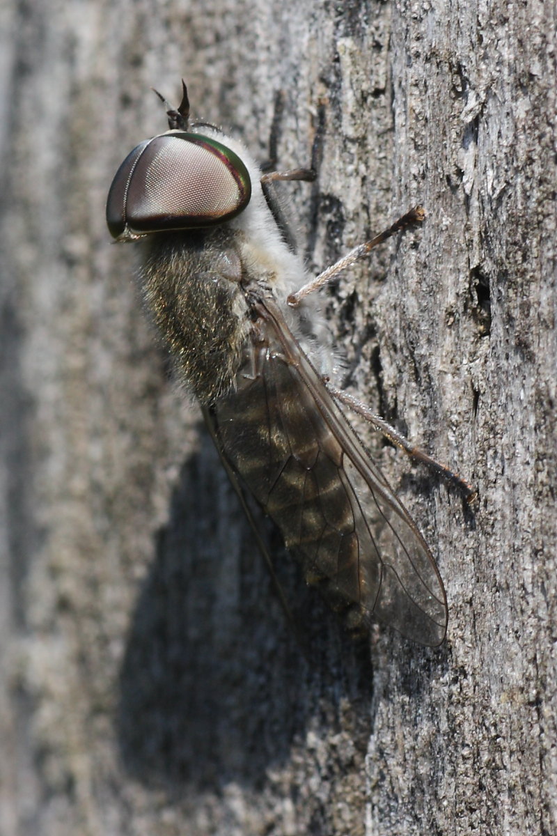 Tabanidae?