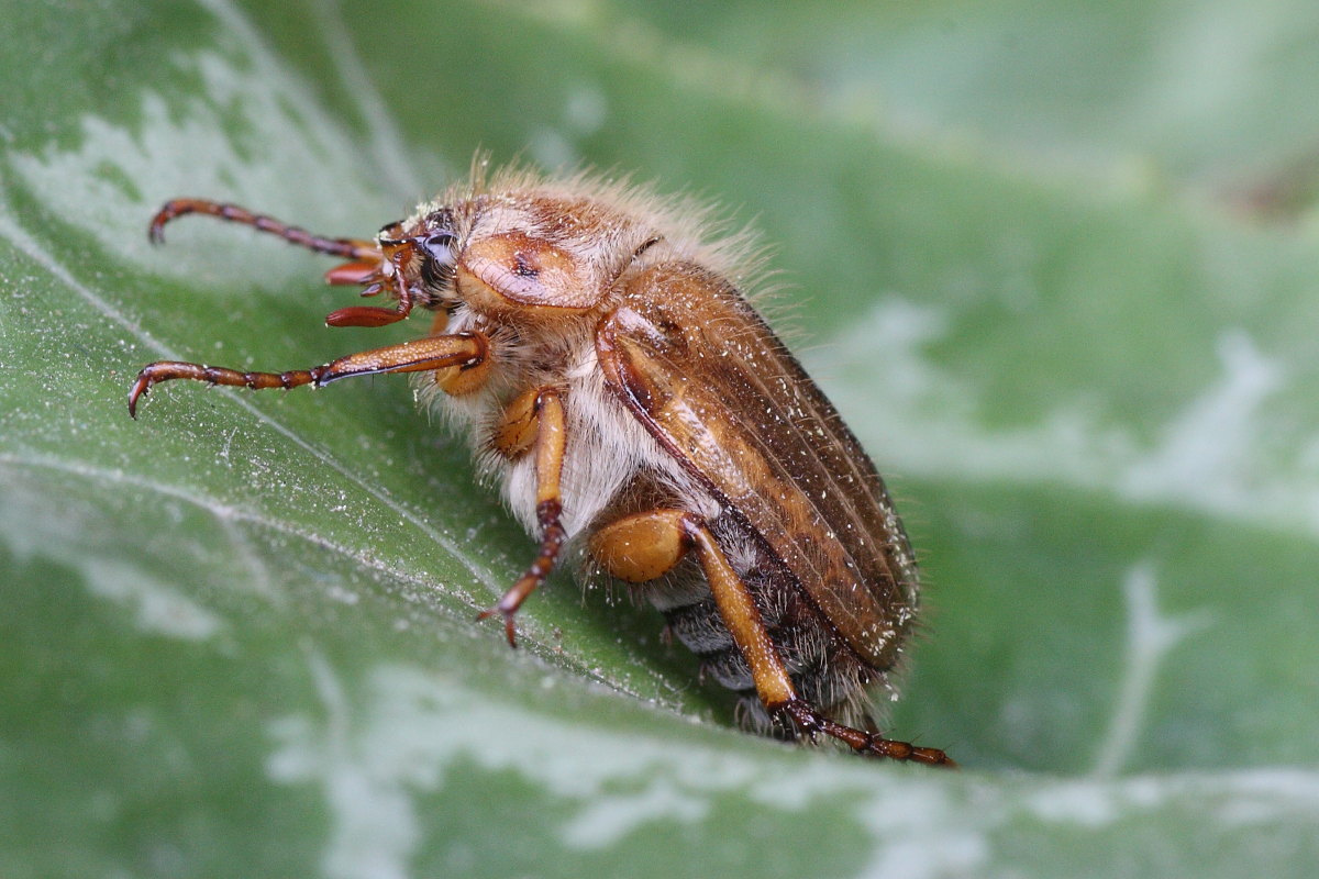 Amphimallon solstitiale ?