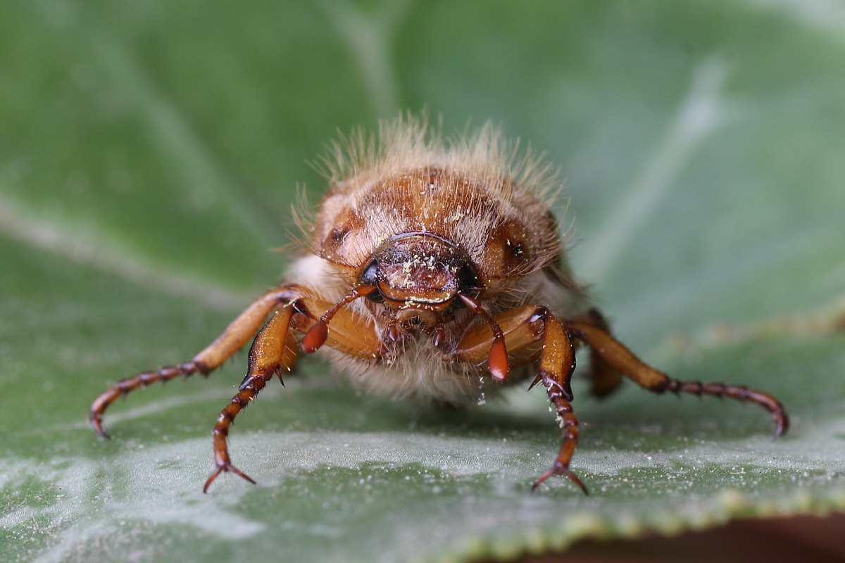 Amphimallon solstitiale ?