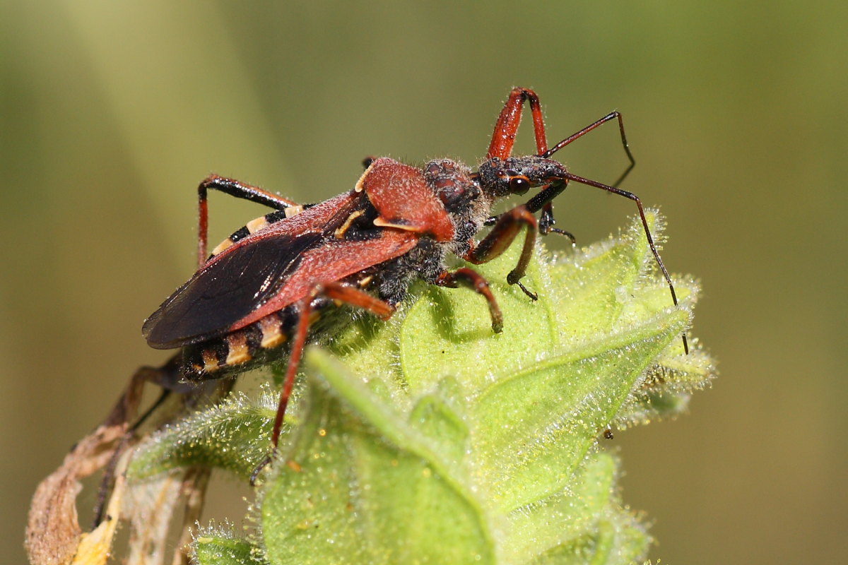 Reduviidae: Rhynocoris erythropus delle Marche (AN)