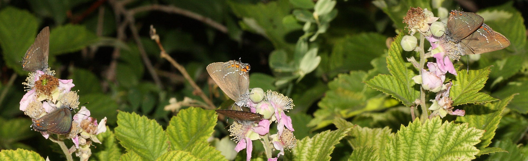 Satyrium ilicis ?