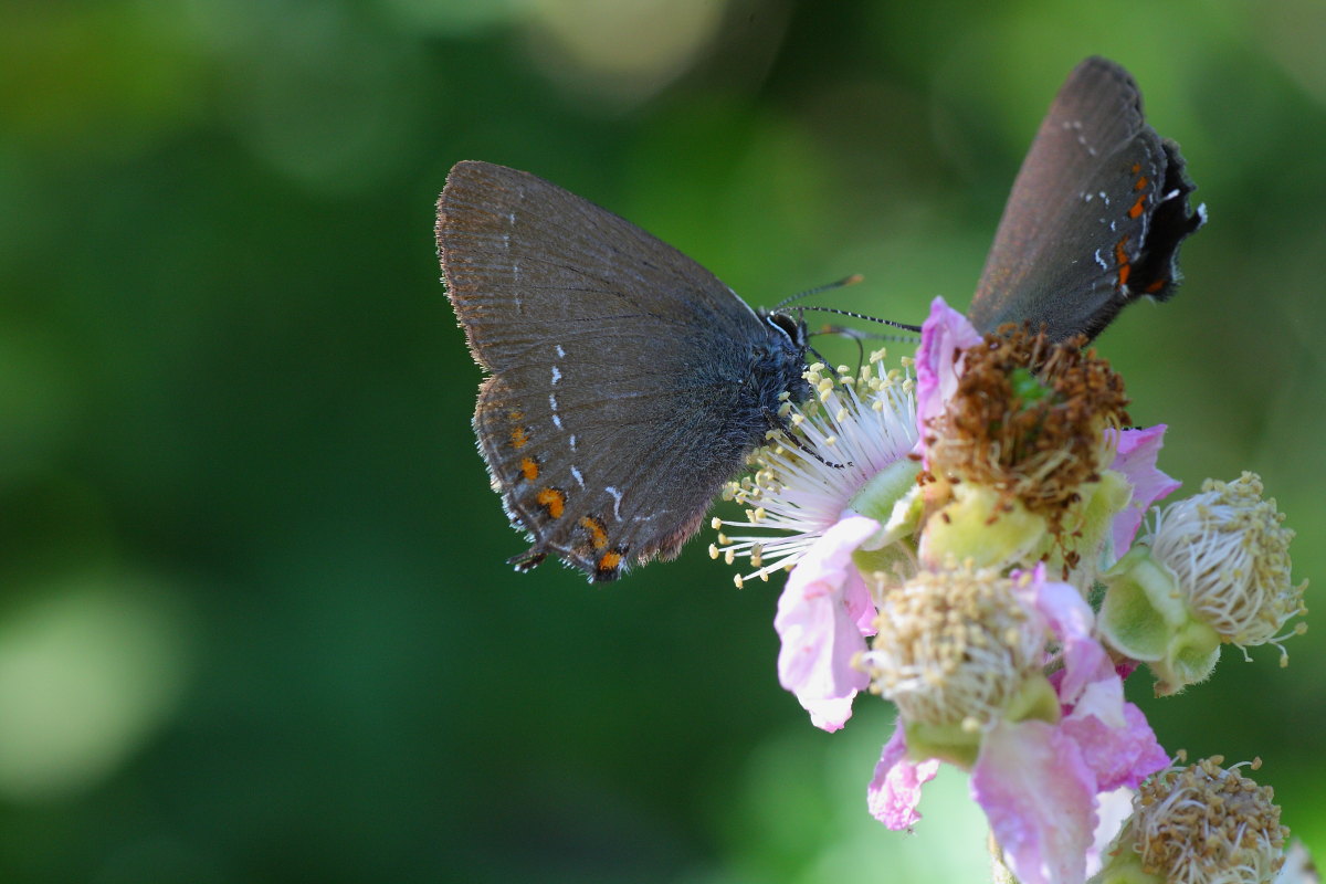 Satyrium ilicis ?