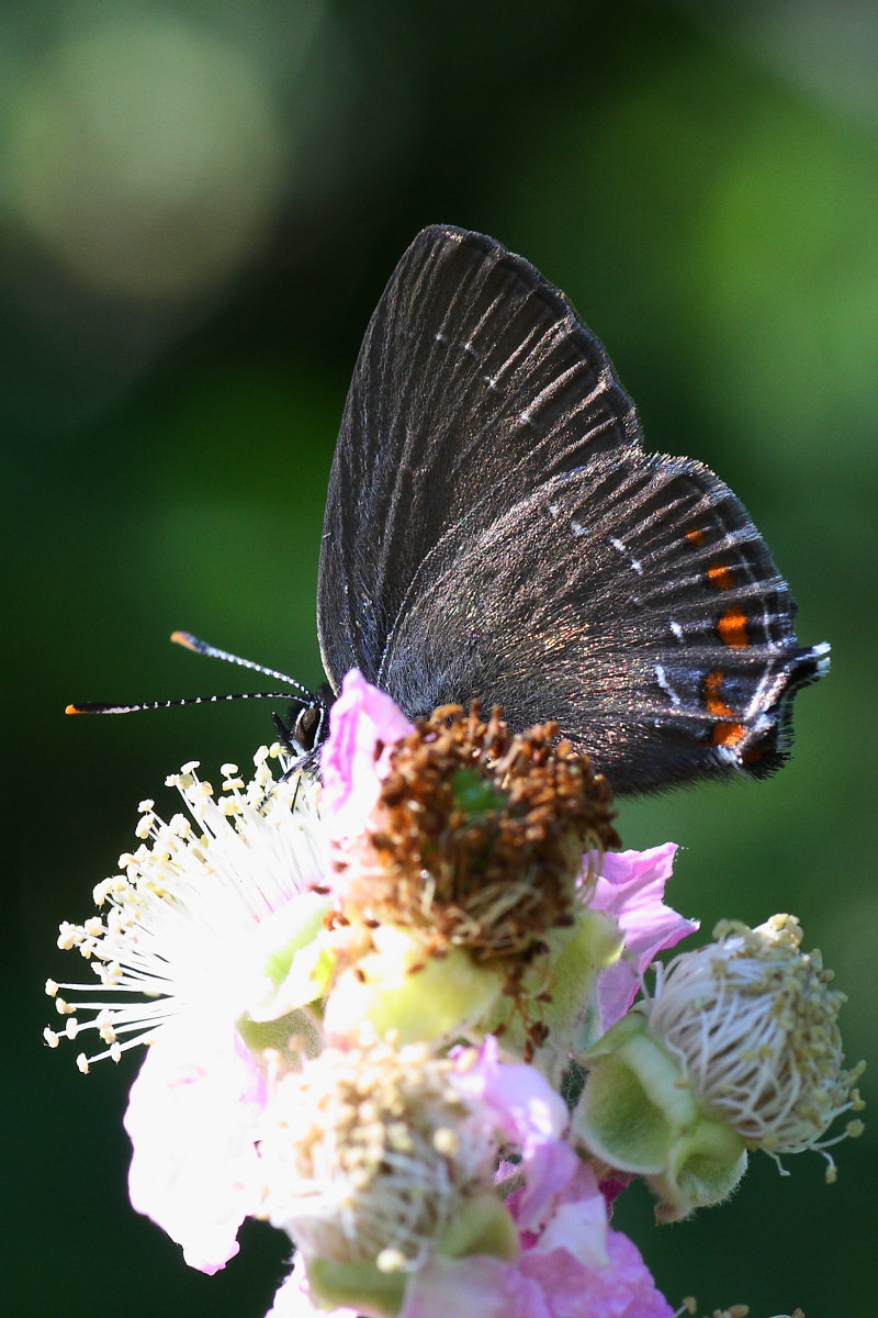 Satyrium ilicis ?