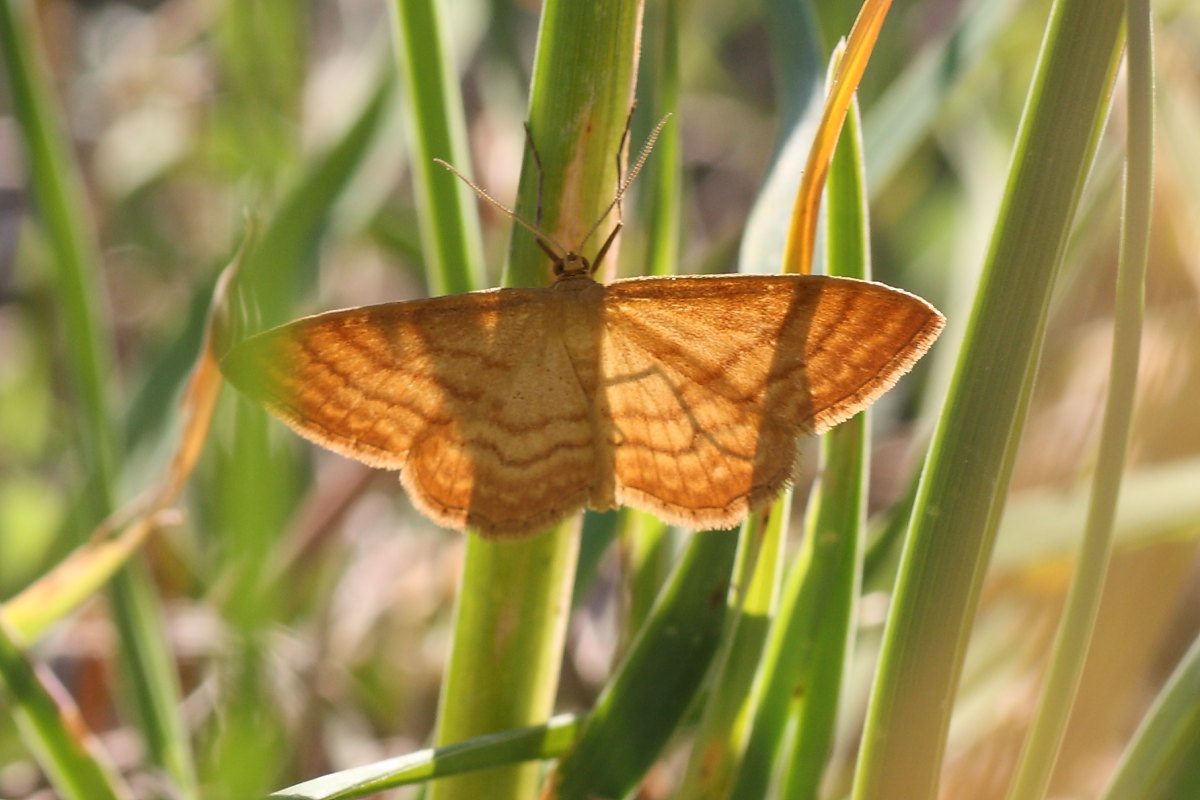 Geometridae da identificare 2