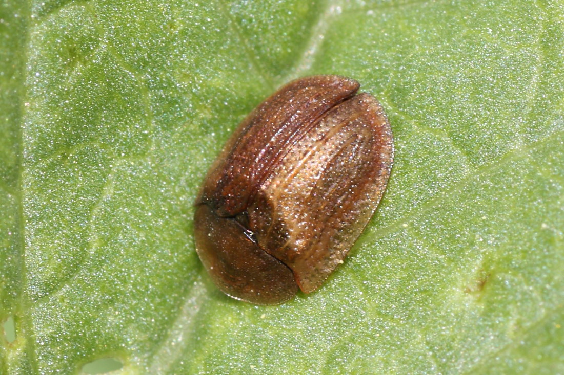 Hypocassida subferruginea