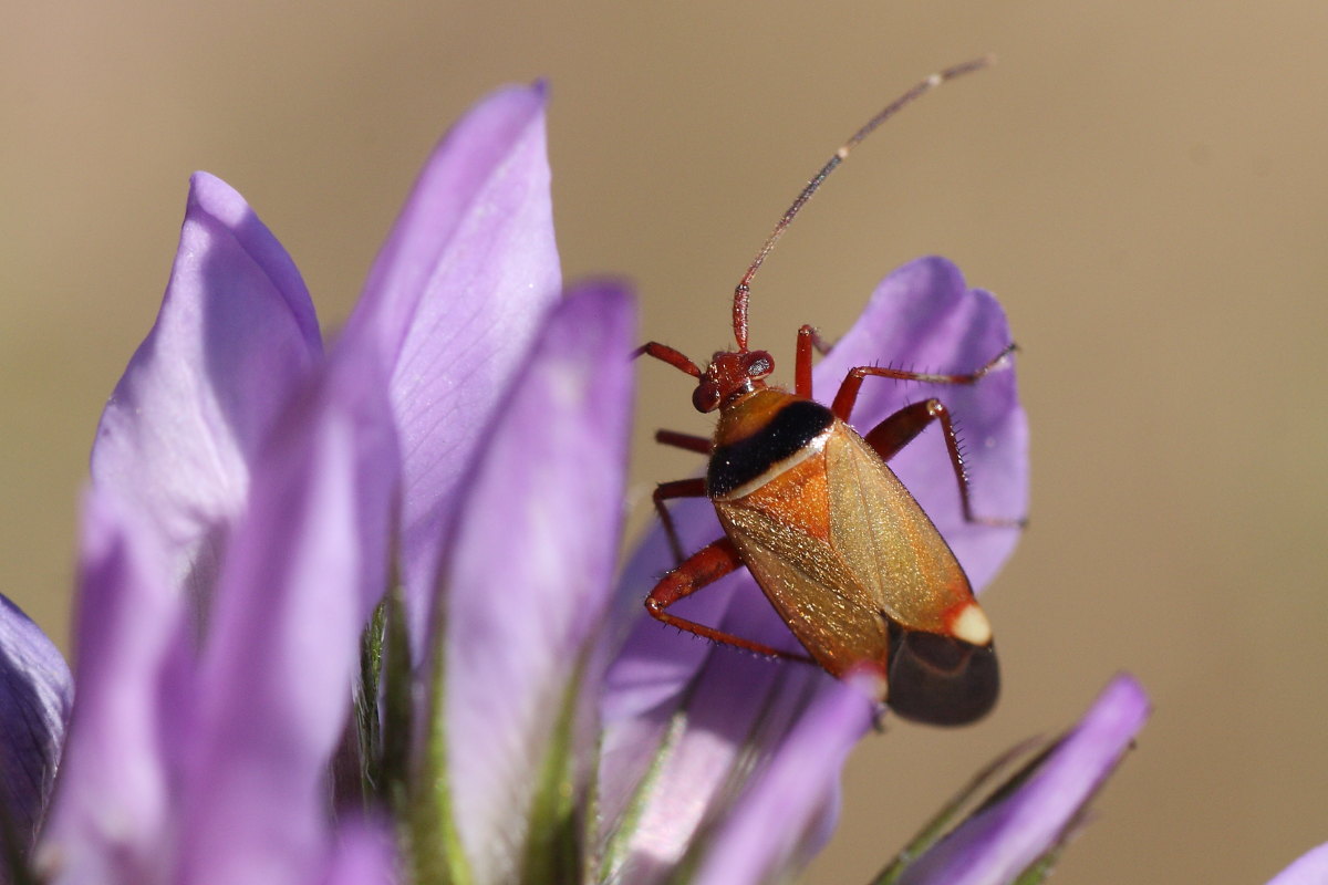 Miridae: Adelphocoris vandalicus delle Marche (AN)