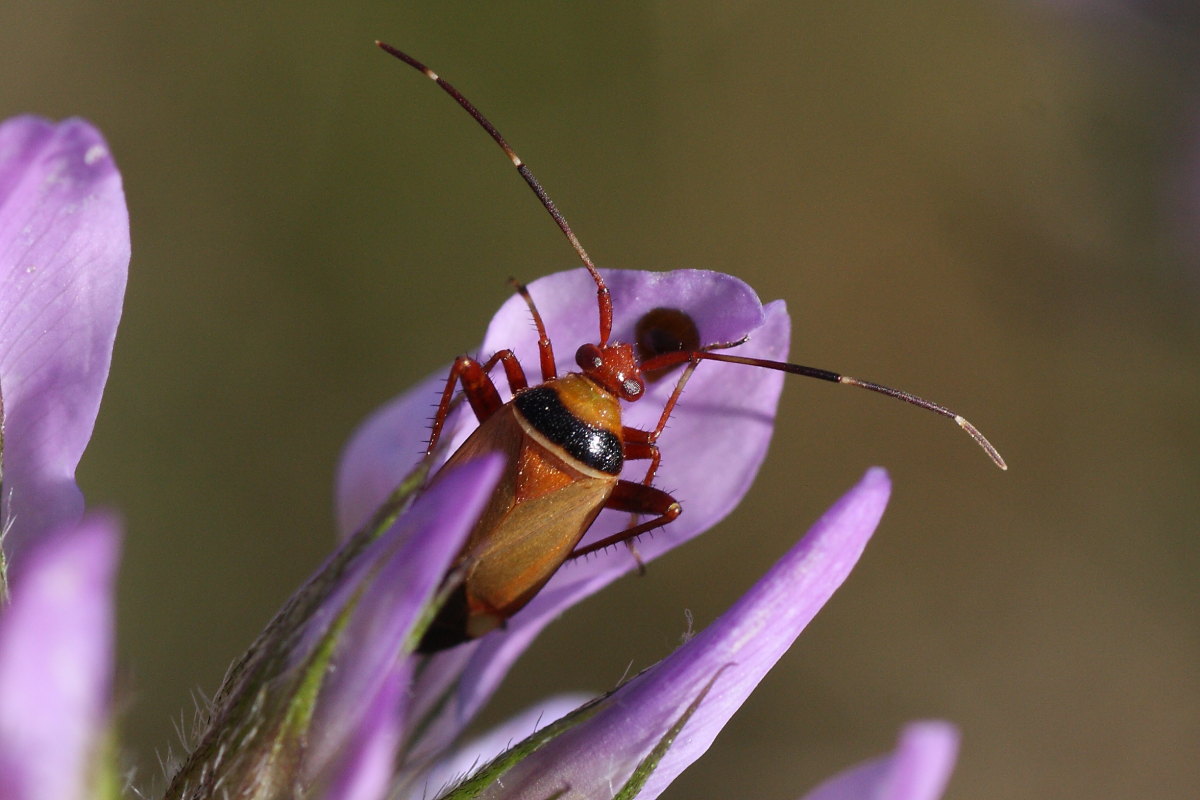 Miridae: Adelphocoris vandalicus delle Marche (AN)