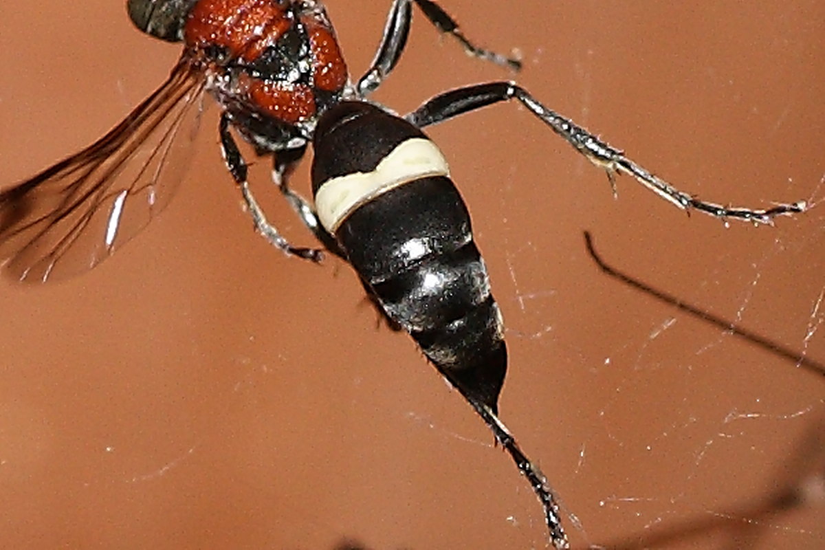 Holocnemus pluchei vs. Oryttus concinnus