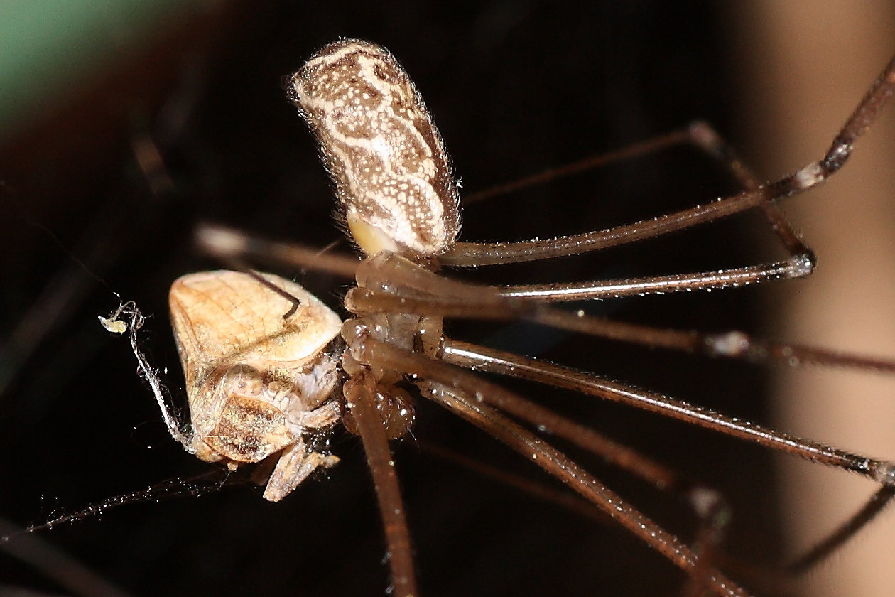 Holocnemus pluchei vs. Oryttus concinnus