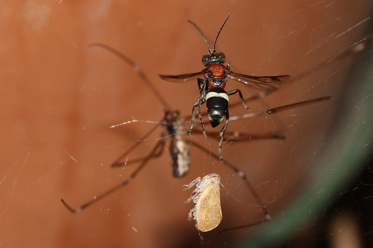 Holocnemus pluchei vs. Oryttus concinnus