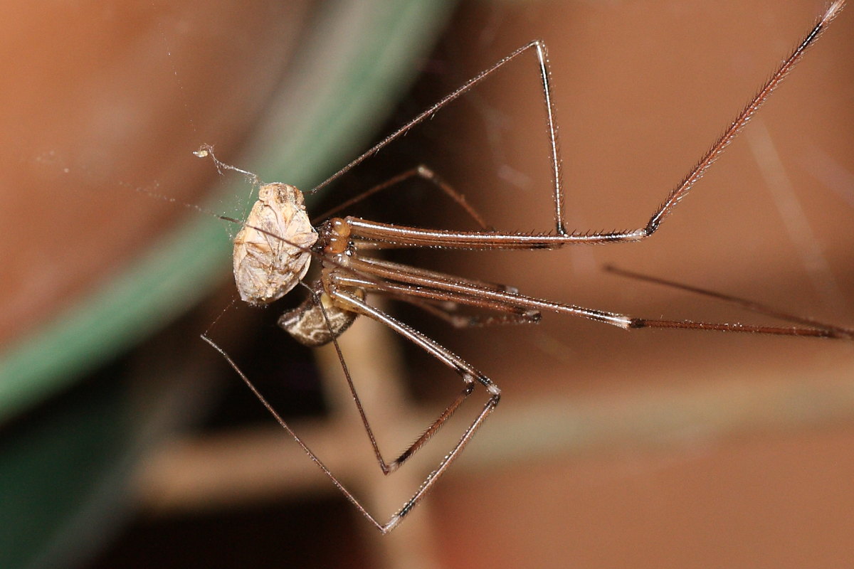 Holocnemus pluchei vs. Oryttus concinnus