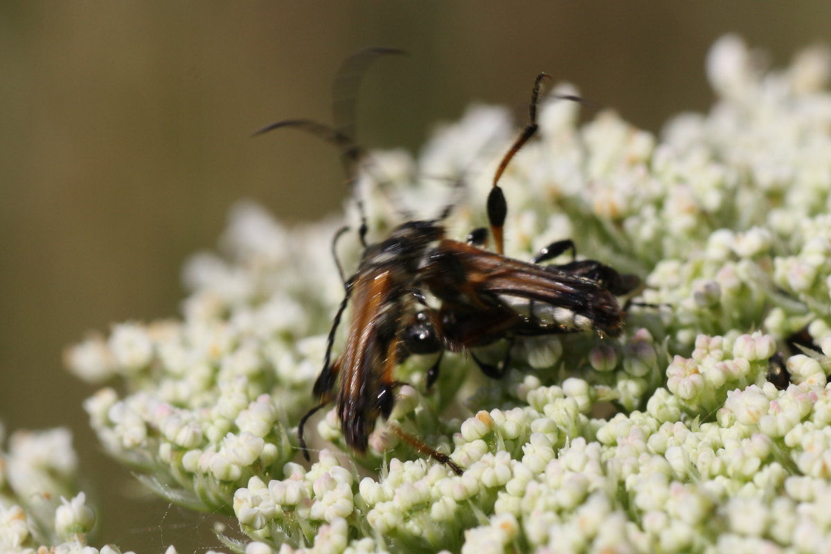 Lotta tra cerambicidi (Stenopterus)