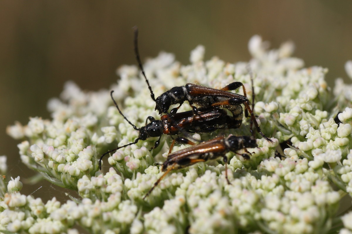 Lotta tra cerambicidi (Stenopterus)