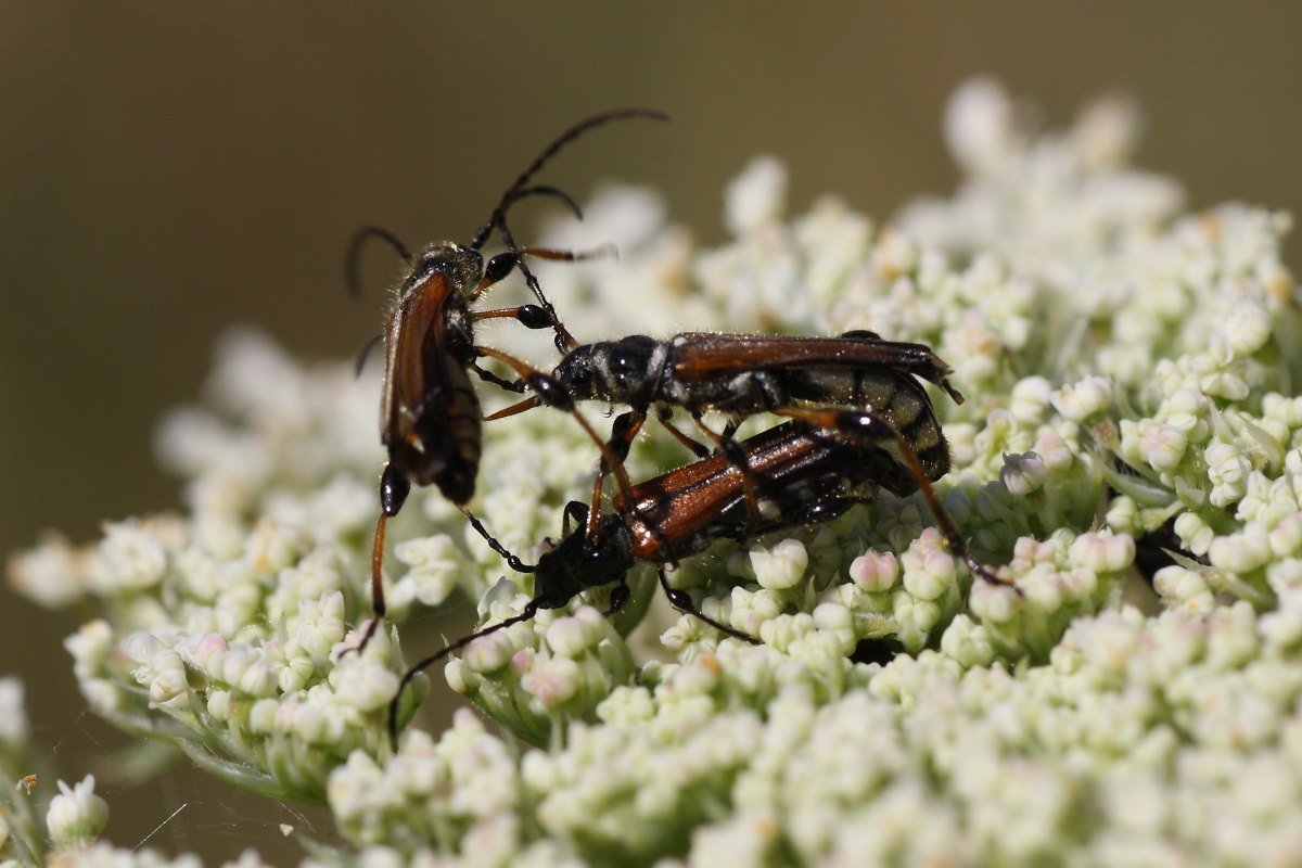 Lotta tra cerambicidi (Stenopterus)