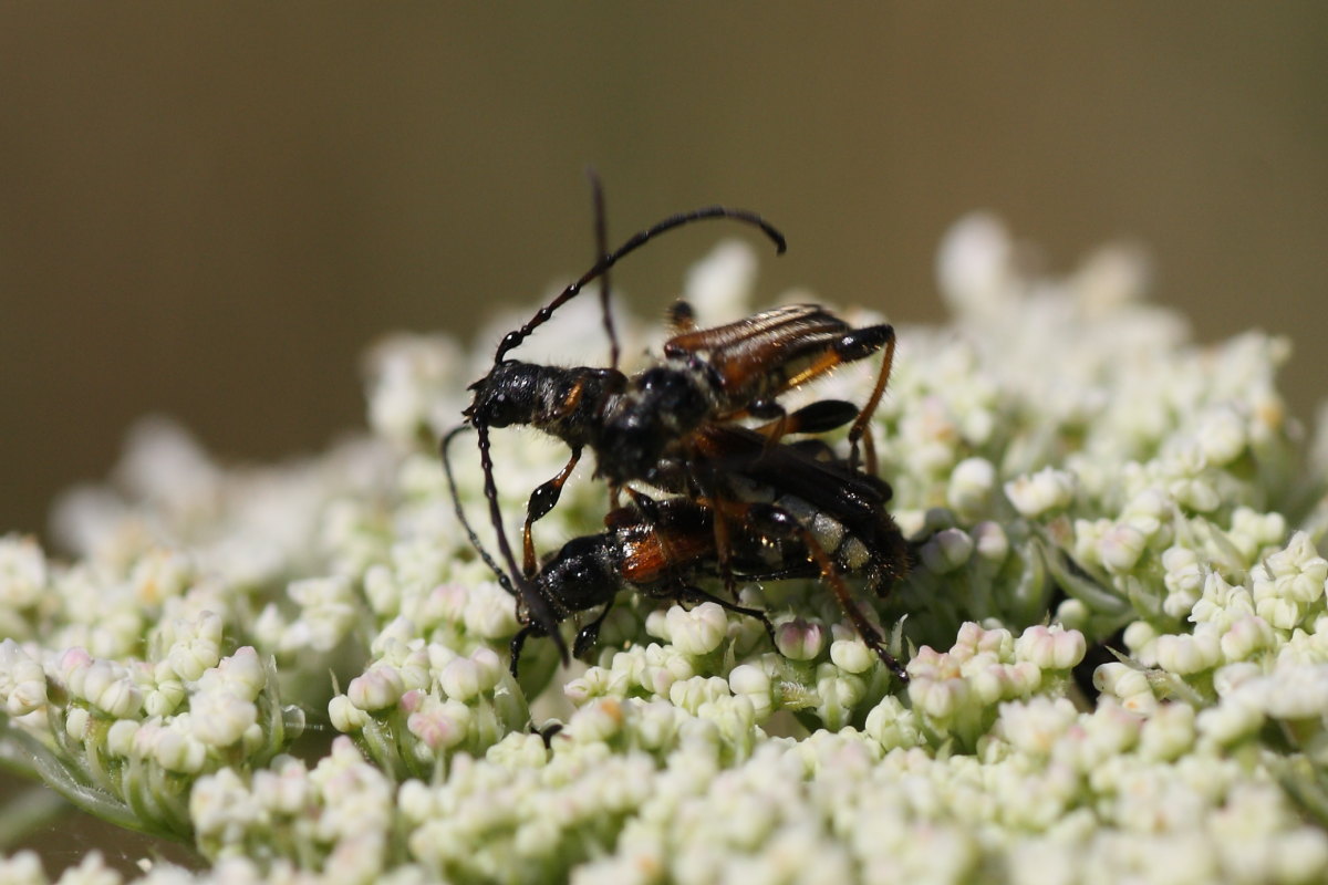 Lotta tra cerambicidi (Stenopterus)