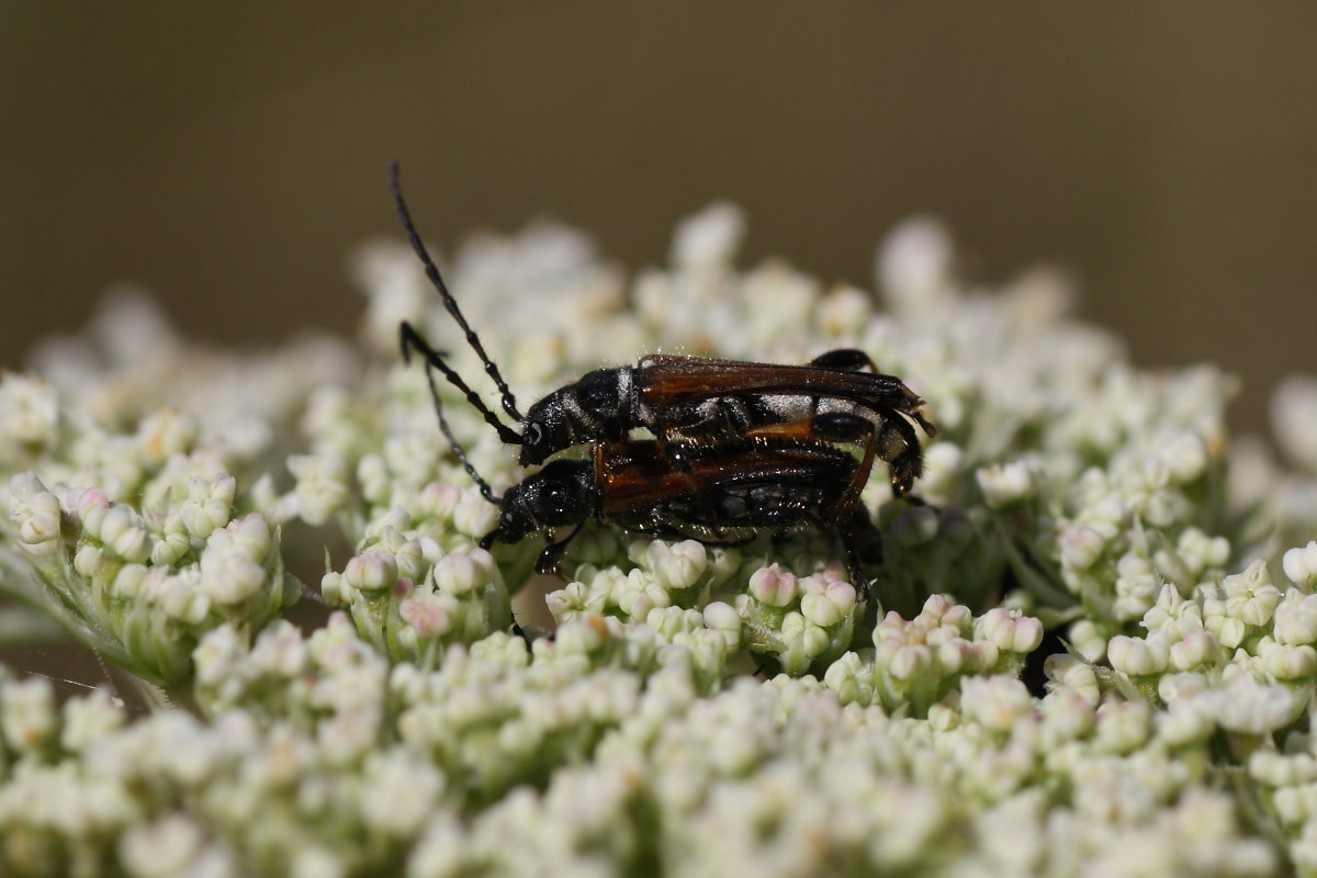 Lotta tra cerambicidi (Stenopterus)