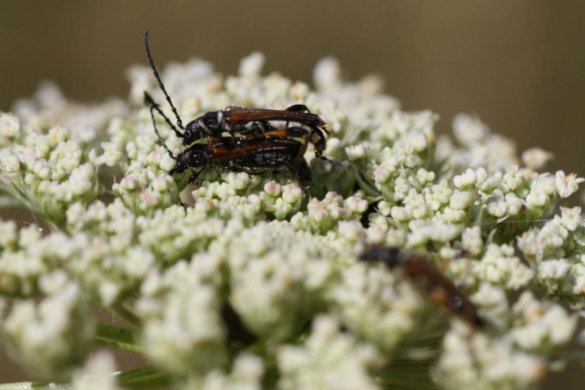 Lotta tra cerambicidi (Stenopterus)